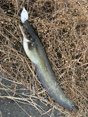 ナマズの釣果