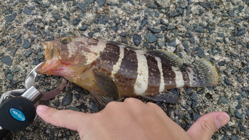 アオハタの釣果