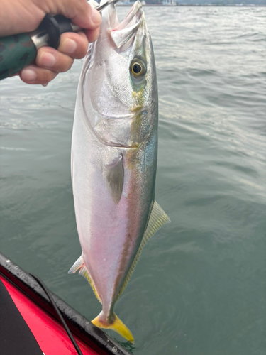 ワラサの釣果