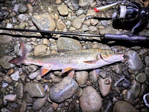 ウグイの釣果