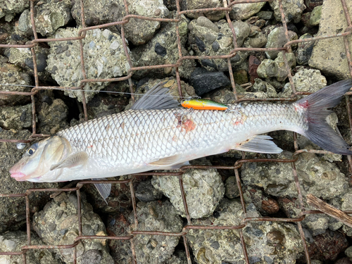 ニゴイの釣果