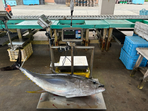 キハダマグロの釣果