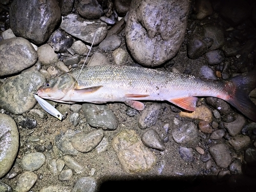 ウグイの釣果