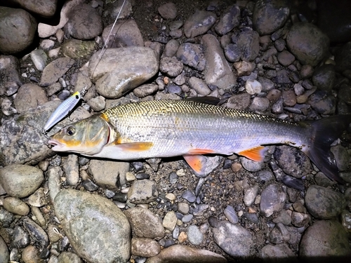 ウグイの釣果