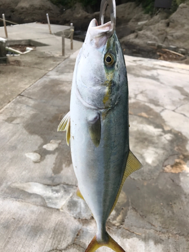 ワカシの釣果