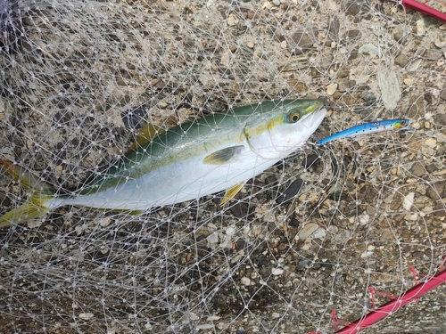 ツバスの釣果