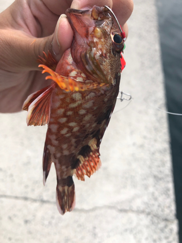 カサゴの釣果