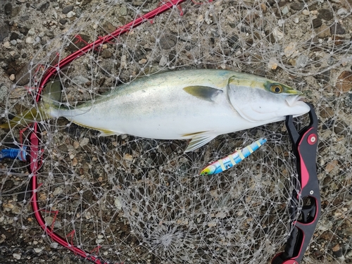 ツバスの釣果