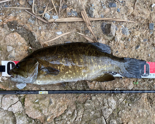 スモールマウスバスの釣果