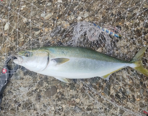 ツバスの釣果