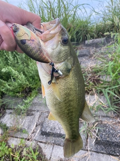 ラージマウスバスの釣果