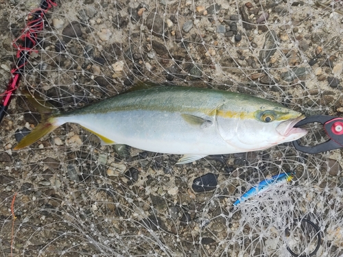 ツバスの釣果