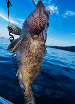 オオモンハタの釣果