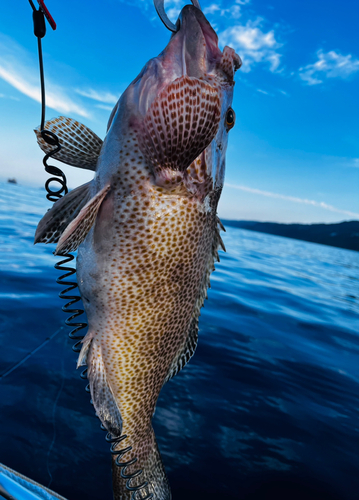 オオモンハタの釣果