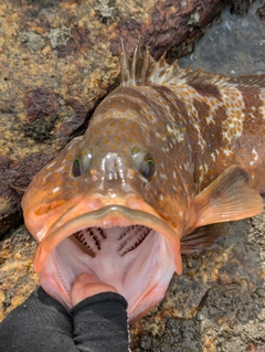 アコウの釣果