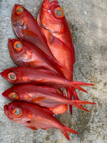 キンメダイの釣果