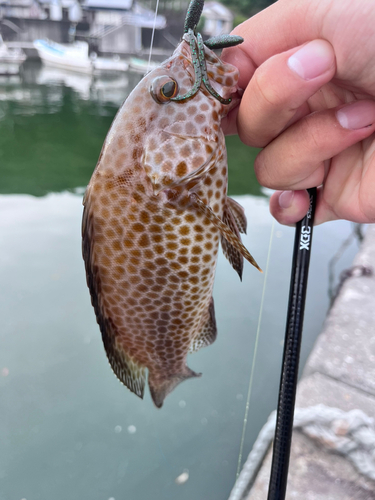 オオモンハタの釣果