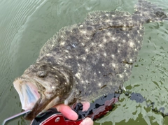 ソゲの釣果