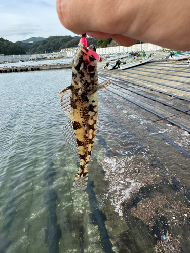 アサヒアナハゼの釣果