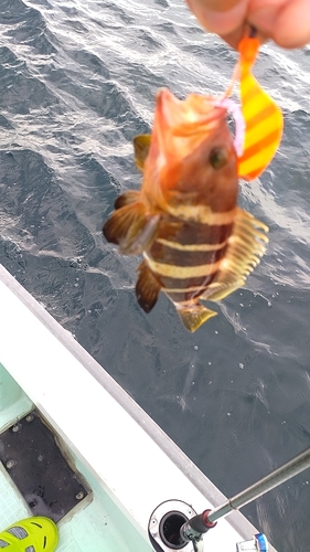 アオハタの釣果