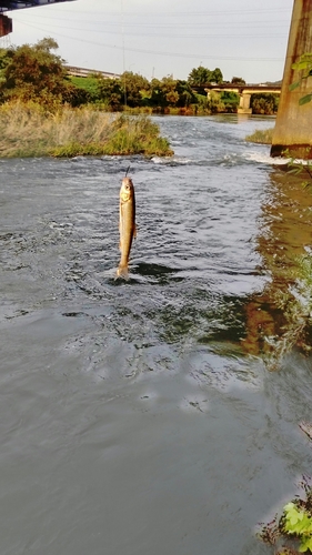 ウグイの釣果