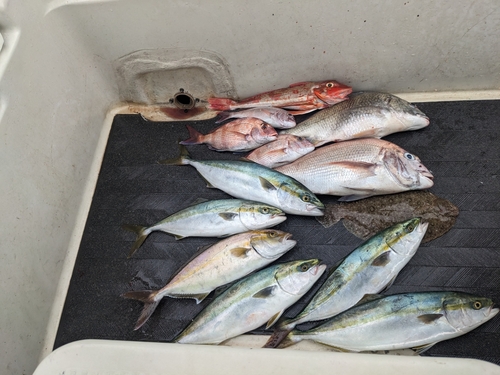 マダイの釣果