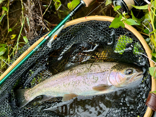 ニジマスの釣果