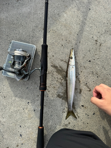 カマスの釣果