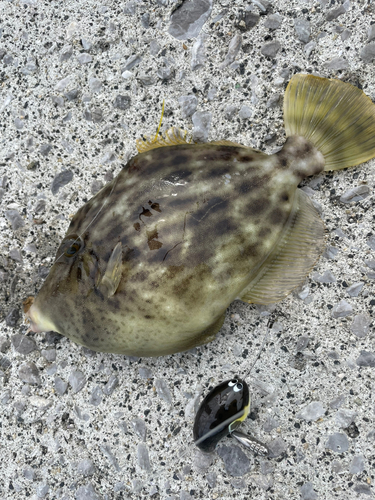 カワハギの釣果