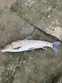 コイの釣果