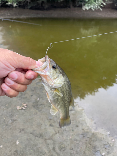 ラージマウスバスの釣果