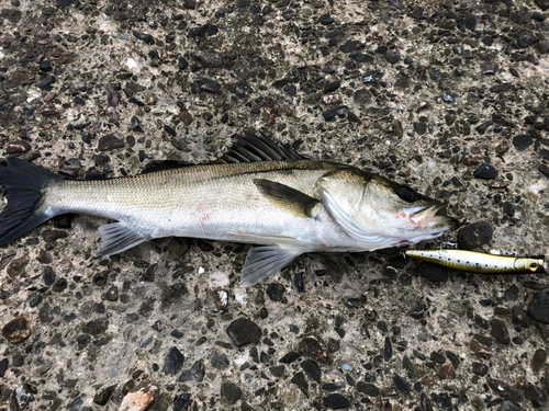 シーバスの釣果