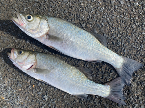 ヒラスズキの釣果