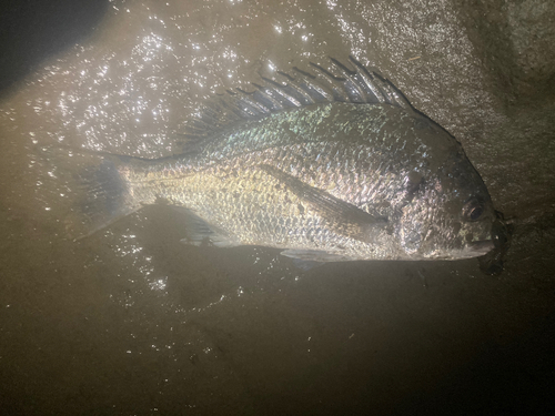 キチヌの釣果