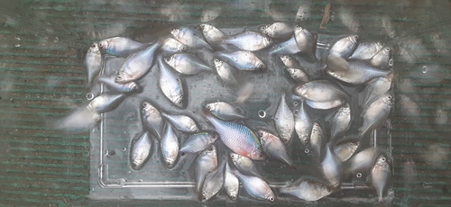 タイリクバラタナゴの釣果