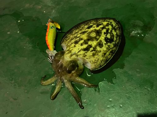 モンゴウイカの釣果