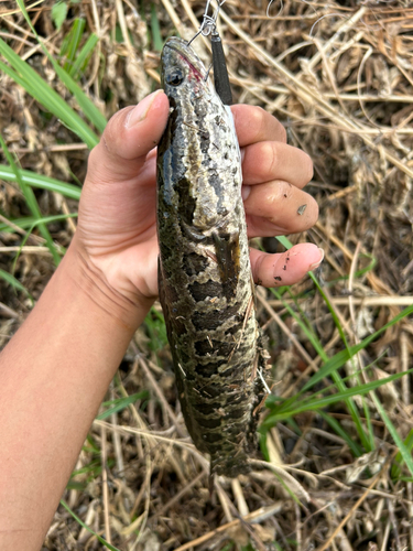 ライギョの釣果