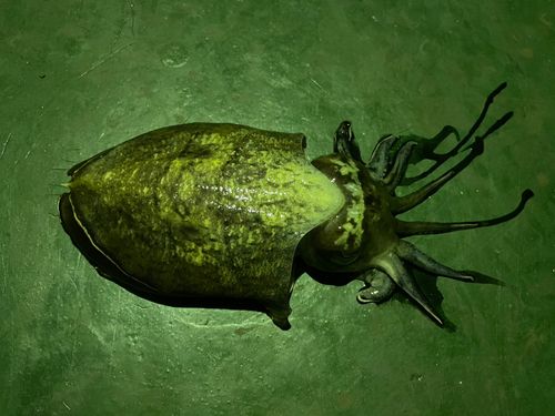 コウイカの釣果