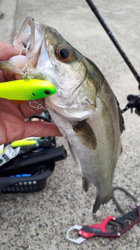 シーバスの釣果