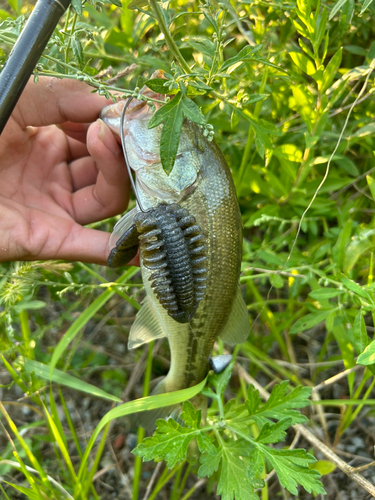 ブラックバスの釣果