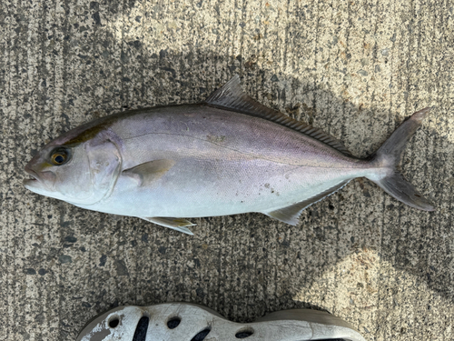 カンパチの釣果