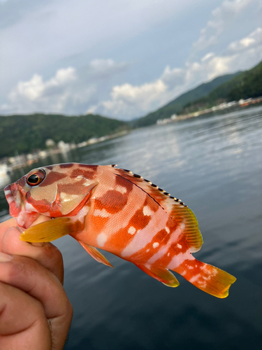 アカハタの釣果