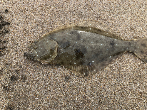 ヒラメの釣果