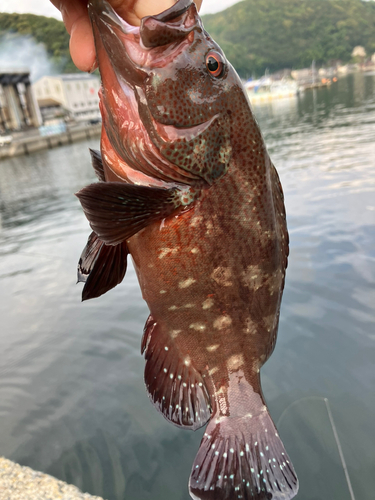 アザハタの釣果