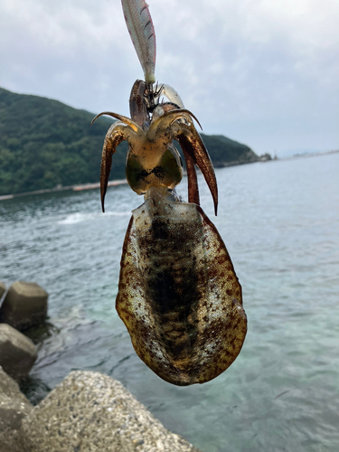 アオリイカの釣果