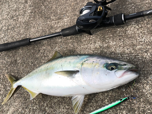 イナダの釣果