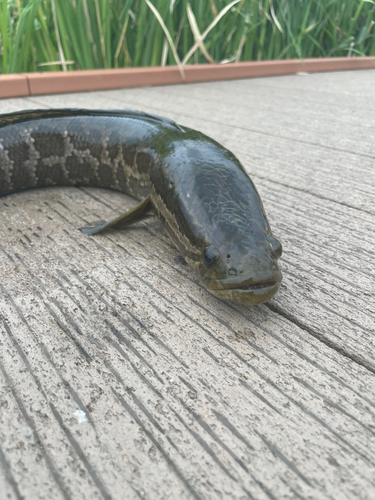 カムルチーの釣果