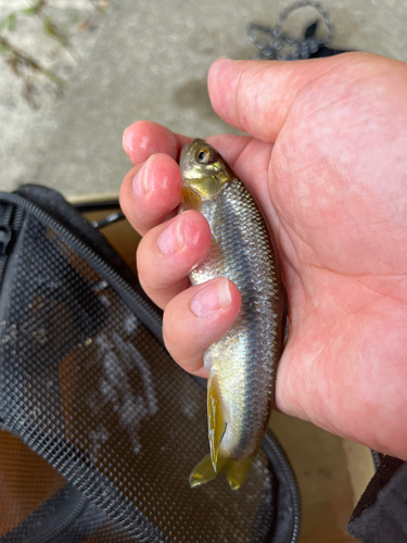 カワムツの釣果