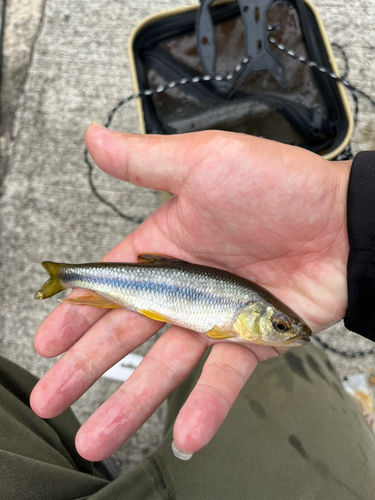 カワムツの釣果