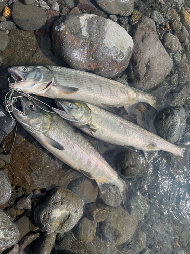 アキアジの釣果